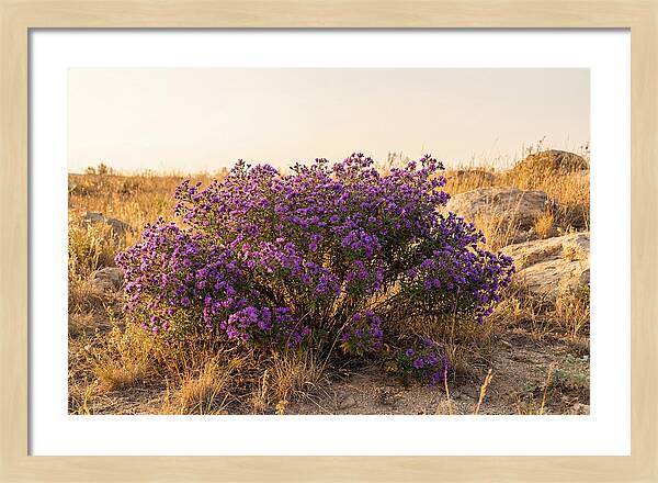 Aster Bush In Autumn Bloom