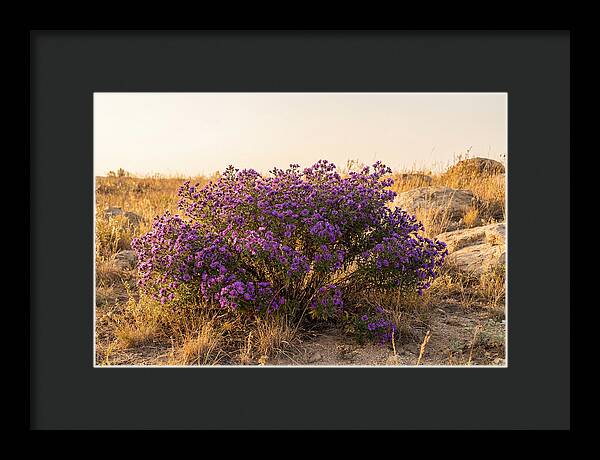 Aster Bush In Autumn Bloom