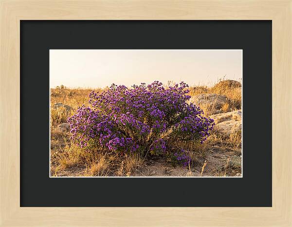 Aster Bush In Autumn Bloom
