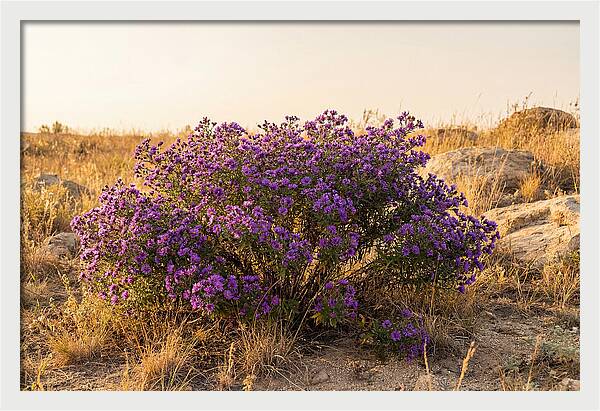 Aster Bush In Autumn Bloom