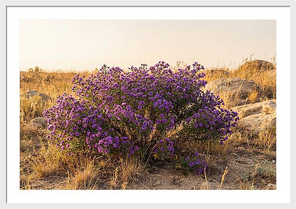 Aster Bush In Autumn Bloom