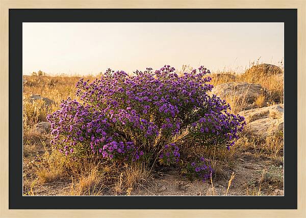 Aster Bush In Autumn Bloom