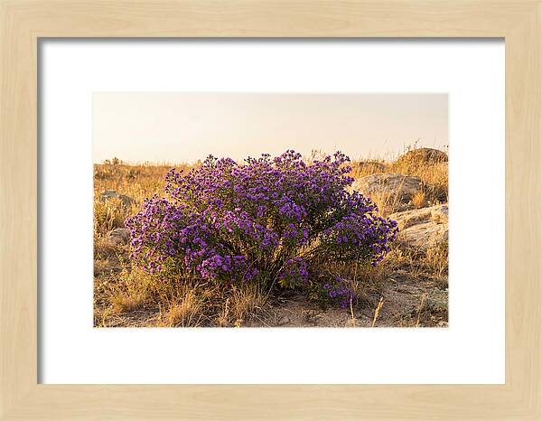 Aster Bush In Autumn Bloom