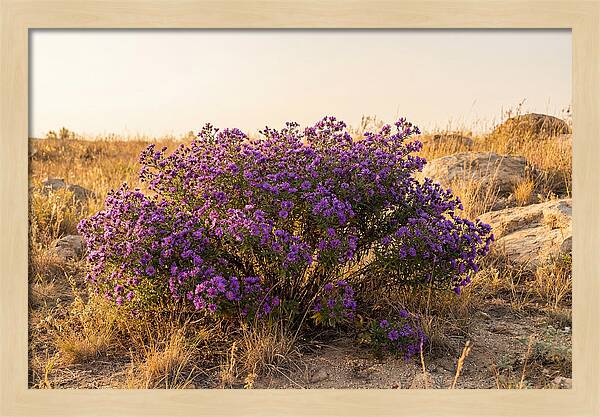 Aster Bush In Autumn Bloom