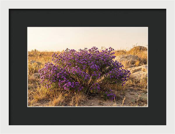 Aster Bush In Autumn Bloom