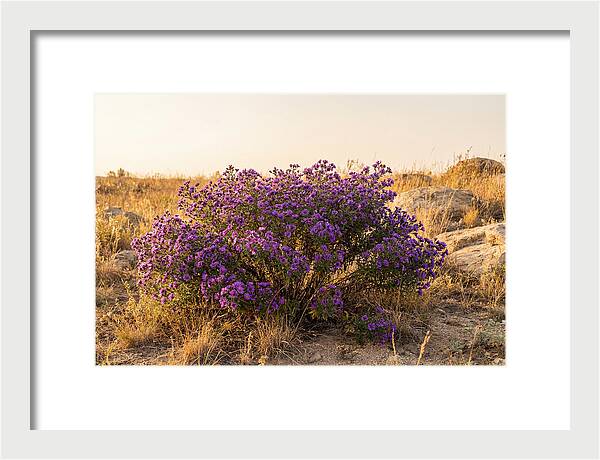 Aster Bush In Autumn Bloom