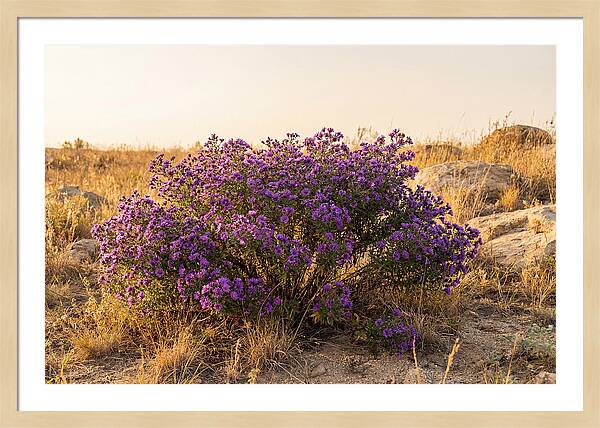 Aster Bush In Autumn Bloom
