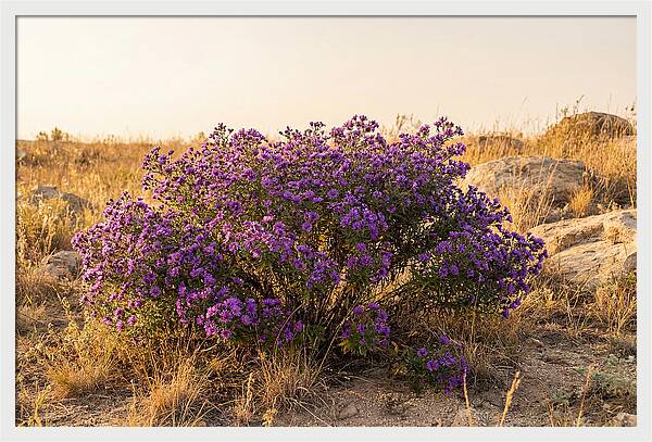 Aster Bush In Autumn Bloom