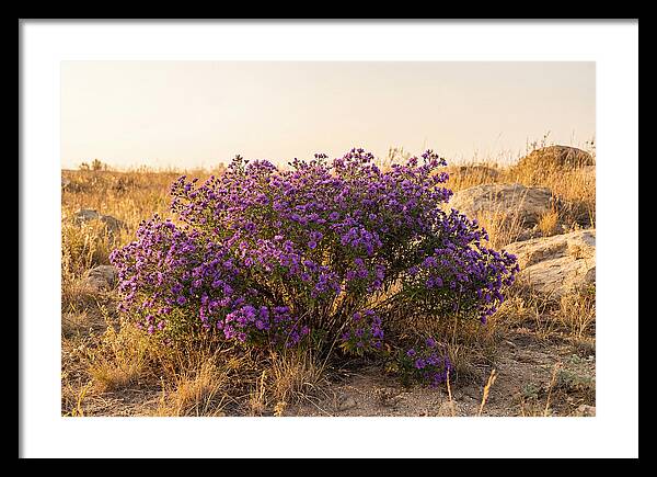 Aster Bush In Autumn Bloom