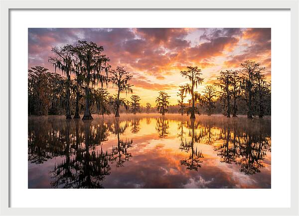 Atchafalaya Basin Serenity