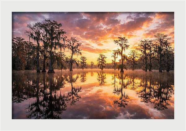 Atchafalaya Basin Serenity