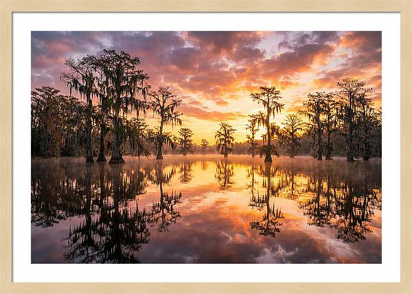 Atchafalaya Basin Serenity