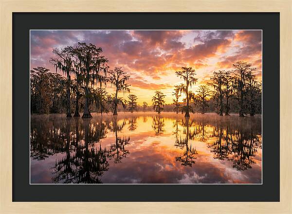 Atchafalaya Basin Serenity