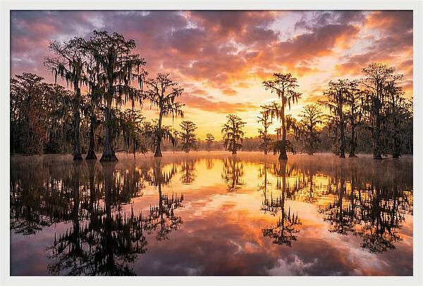 Atchafalaya Basin Serenity