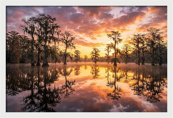 Atchafalaya Basin Serenity