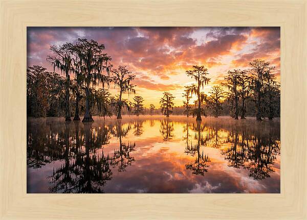 Atchafalaya Basin Serenity