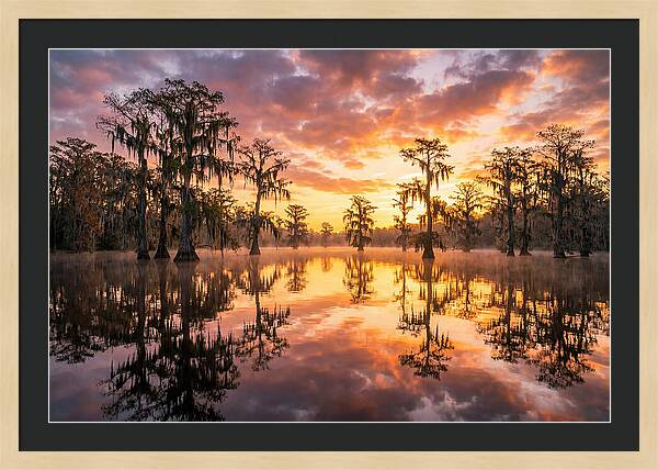 Atchafalaya Basin Serenity