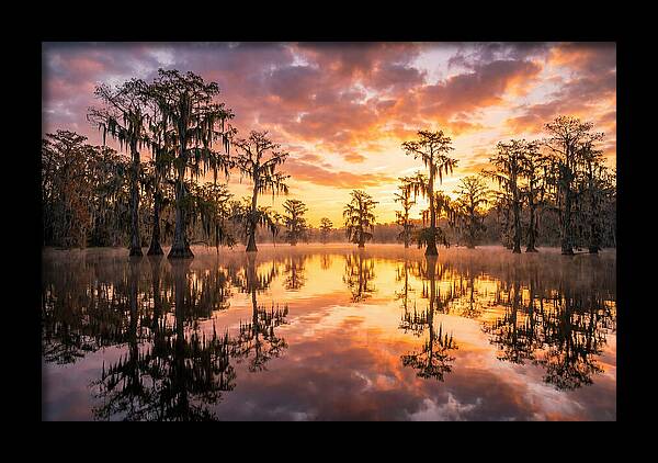 Atchafalaya Basin Serenity