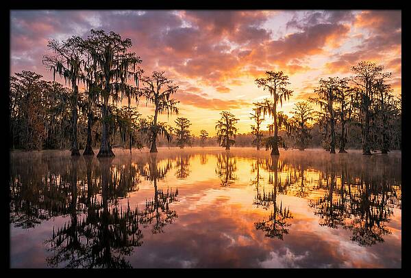 Atchafalaya Basin Serenity