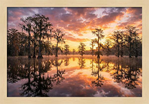 Atchafalaya Basin Serenity