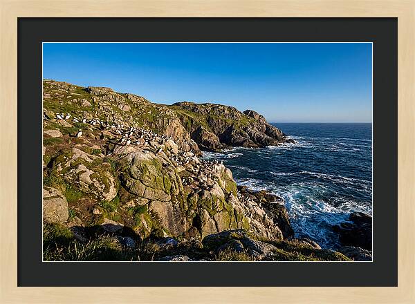 Atlantic Puffin Colony