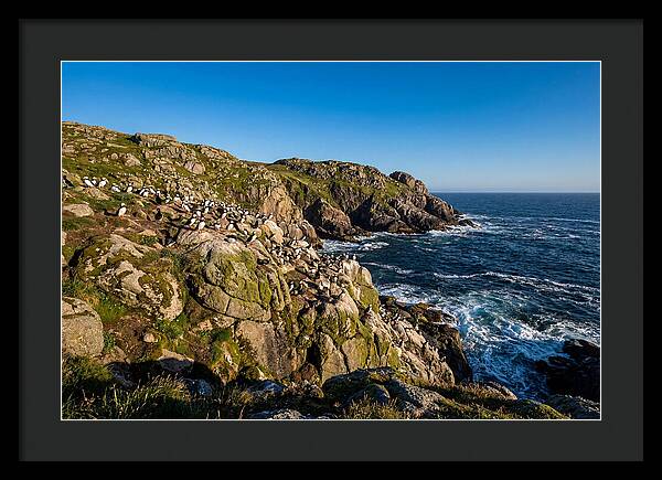 Atlantic Puffin Colony