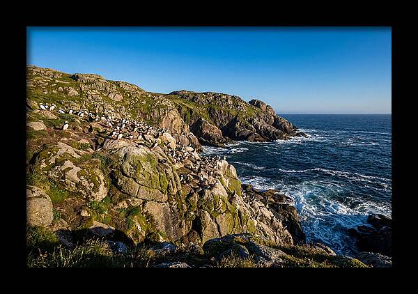 Atlantic Puffin Colony