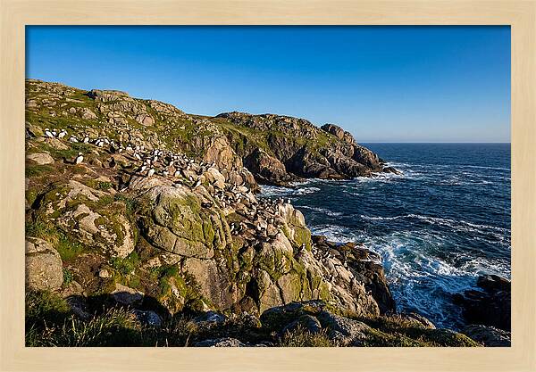Atlantic Puffin Colony