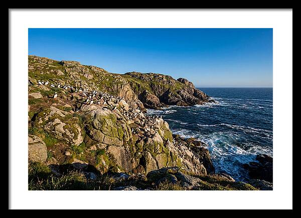 Atlantic Puffin Colony