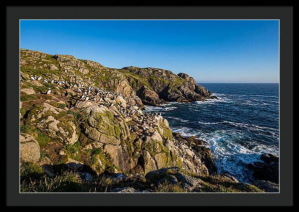 Atlantic Puffin Colony
