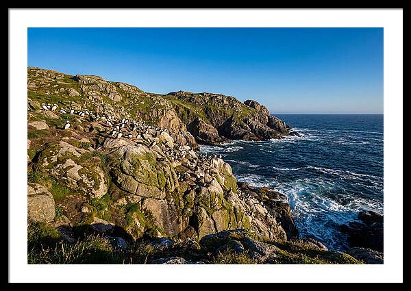 Atlantic Puffin Colony