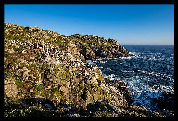 Atlantic Puffin Colony