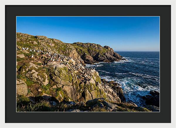 Atlantic Puffin Colony