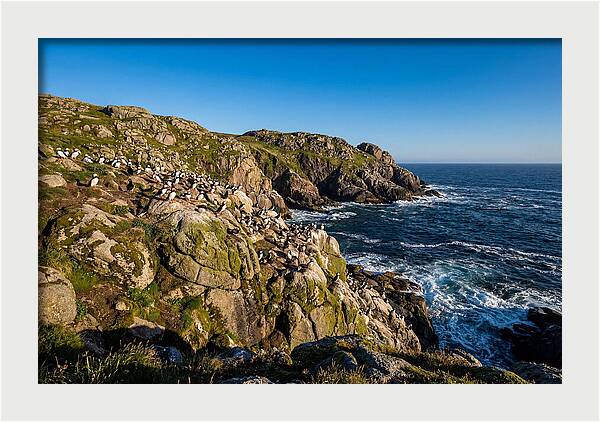 Atlantic Puffin Colony