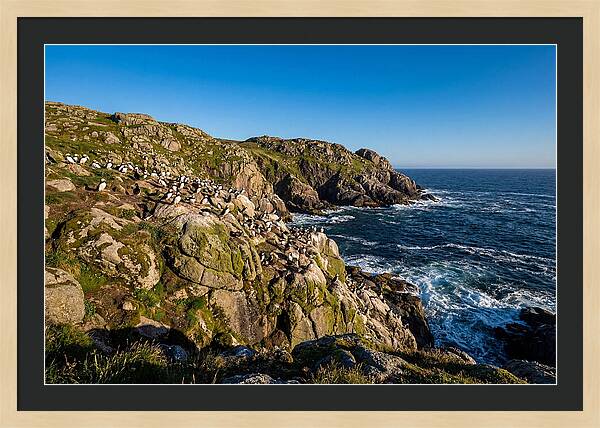 Atlantic Puffin Colony