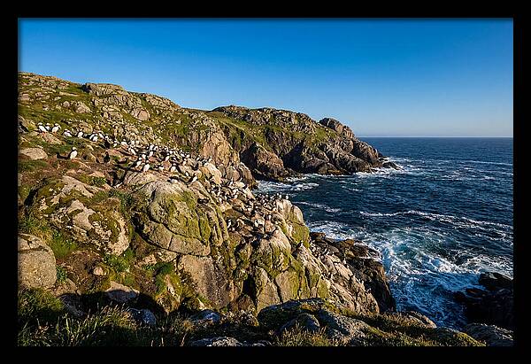 Atlantic Puffin Colony