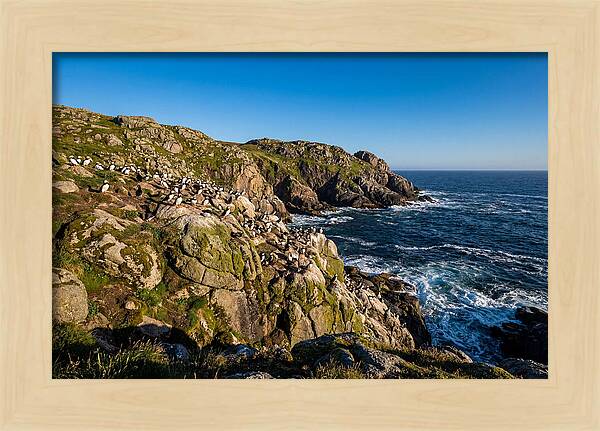 Atlantic Puffin Colony