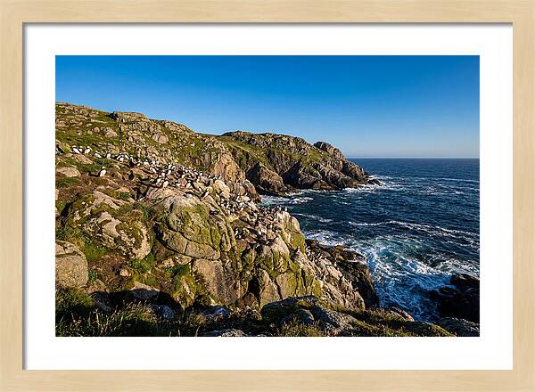 Atlantic Puffin Colony