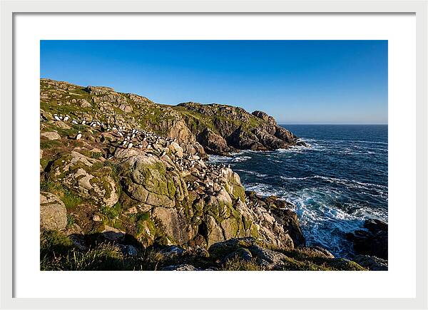 Atlantic Puffin Colony