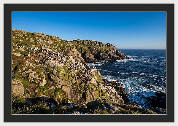Atlantic Puffin Colony