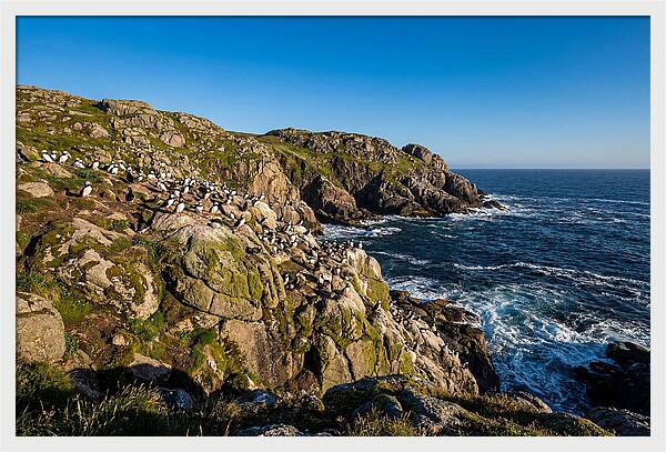 Atlantic Puffin Colony