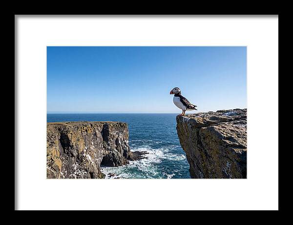 Atlantic Puffin On The Edge