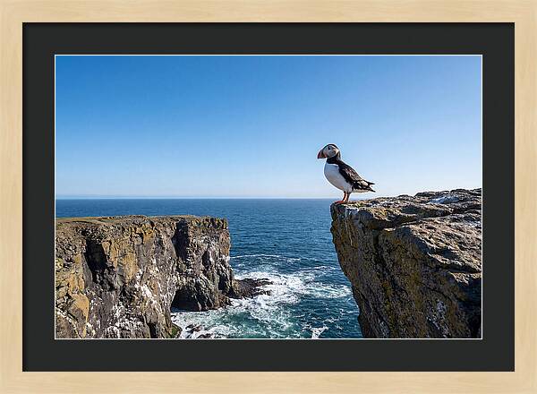 Atlantic Puffin On The Edge