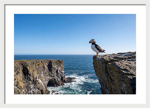 Atlantic Puffin On The Edge
