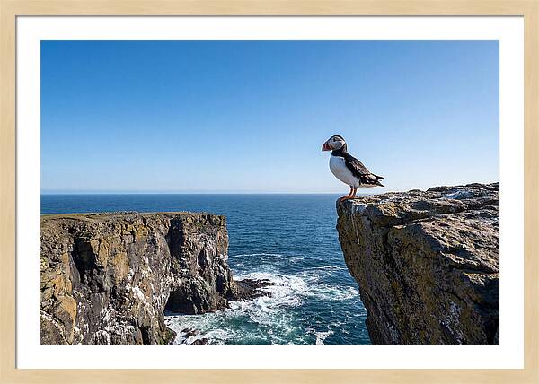 Atlantic Puffin On The Edge