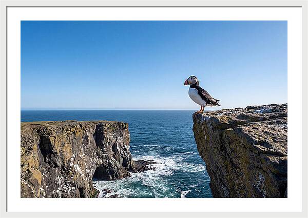 Atlantic Puffin On The Edge