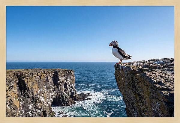 Atlantic Puffin On The Edge