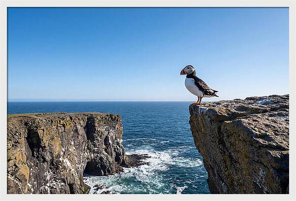 Atlantic Puffin On The Edge