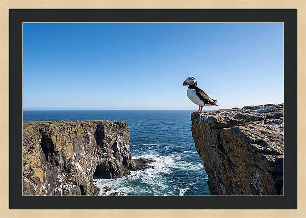 Atlantic Puffin On The Edge
