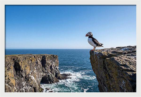 Atlantic Puffin On The Edge